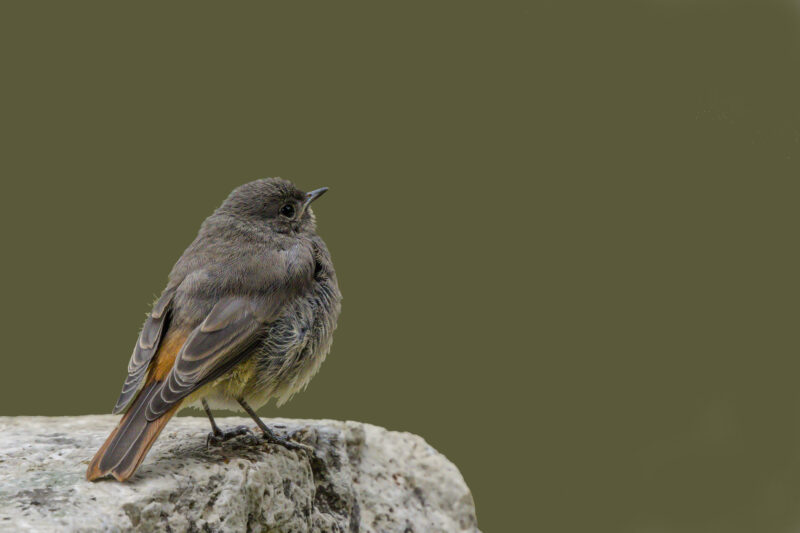 Rougequeue noir juvénile